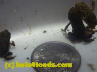 /home//u458753944/public_html/sourcegallery//Roxborough Toad Detour/2013-2019/2014/2014-06-14/P1160297.JPG